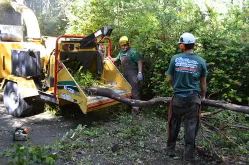 tree services Meriden